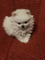 Puppy, a male Pomeranian for sale in Cleveland, OH – Photo 1 of 7