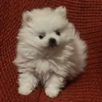 Puppy, a male Pomeranian for sale in Cleveland, OH – Photo 5 of 7