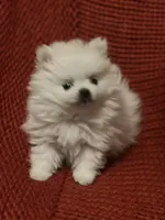 Puppy, a male Pomeranian for sale in Cleveland, OH – Photo 5 of 7