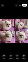 Puppy, a male Pomeranian for sale in Cleveland, OH – 8 of 8