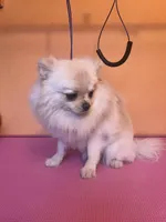 Pup, a male Pomeranian for sale in Cleveland, OH – Photo 2 of 10