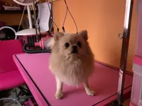 Pup, a male Pomeranian for sale in Cleveland, OH – Photo 9 of 10