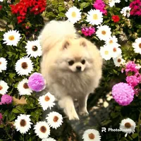 Pup, a male Pomeranian for sale in Cleveland, OH – Photo 6 of 10