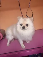 Pup, a male Pomeranian for sale in Cleveland, OH – Photo 5 of 10