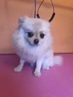 Pup, a male Pomeranian for sale in Cleveland, OH – Photo 4 of 10