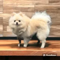 Pup, a male Pomeranian for sale in Cleveland, OH – Photo 1 of 10