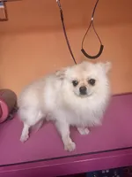 Pup, a male Pomeranian for sale in Cleveland, OH – Photo 10 of 10