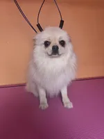 Pup, a male Pomeranian for sale in Cleveland, OH – Photo 8 of 10