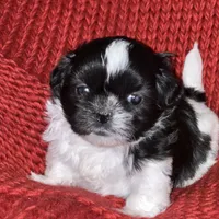 Puppy, a female Pomeranian for sale in Cleveland, OH – Photo 8 of 10