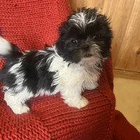 Puppy, a female Pomeranian for sale in Cleveland, OH – Photo 3 of 10