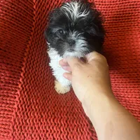 Puppy, a female Pomeranian for sale in Cleveland, OH – Photo 1 of 10