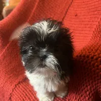 Puppy, a female Pomeranian for sale in Cleveland, OH – Photo 5 of 10