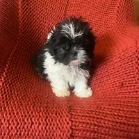 Puppy, a female Pomeranian for sale in Cleveland, OH – Photo 6 of 10