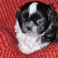 Puppy, a female Pomeranian for sale in Cleveland, OH – Photo 9 of 10