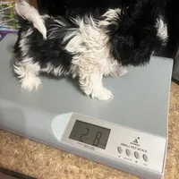 Puppy, a female Pomeranian for sale in Cleveland, OH – Photo 10 of 10