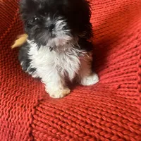 Puppy, a female Pomeranian for sale in Cleveland, OH – Photo 2 of 10