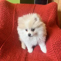 Puppy, a male Pomeranian for sale in Cleveland, OH – Photo 3 of 7