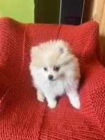 Puppy, a male Pomeranian for sale in Cleveland, OH – Photo 3 of 7
