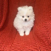 Puppy, a male Pomeranian for sale in Cleveland, OH – Photo 7 of 7