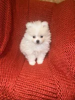 Puppy, a male Pomeranian for sale in Cleveland, OH – Photo 7 of 7