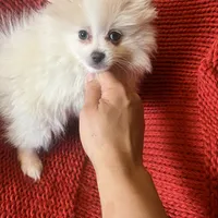 Puppy, a male Pomeranian for sale in Cleveland, OH – Photo 4 of 7