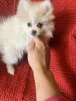 Puppy, a male Pomeranian for sale in Cleveland, OH – Photo 4 of 7