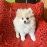 Puppy, a male Pomeranian for sale in Cleveland, OH – Photo 2 of 7