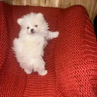 Puppy, a male Pomeranian for sale in Cleveland, OH – Photo 5 of 7