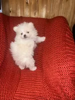 Puppy, a male Pomeranian for sale in Cleveland, OH – Photo 5 of 7