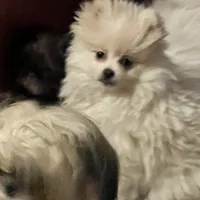 Puppy, a male Pomeranian for sale in Cleveland, OH – Photo 1 of 7