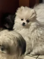 Puppy, a male Pomeranian for sale in Cleveland, OH – Photo 1 of 7