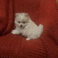 Puppy, a male Pomeranian for sale in Cleveland, OH – Photo 6 of 7