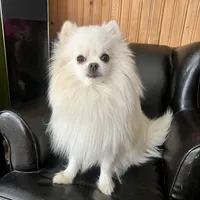 Puppy, a male Pomeranian for sale in Cleveland, OH – Photo 7 of 10