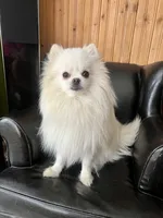 Puppy, a male Pomeranian for sale in Cleveland, OH – Photo 7 of 10