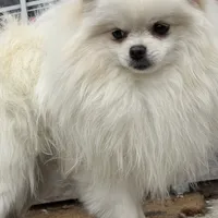 Puppy, a male Pomeranian for sale in Cleveland, OH – Photo 5 of 10