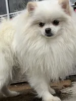 Puppy, a male Pomeranian for sale in Cleveland, OH – Photo 5 of 10