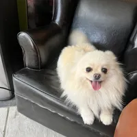 Puppy, a male Pomeranian for sale in Cleveland, OH – Photo 9 of 10