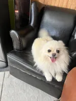 Puppy, a male Pomeranian for sale in Cleveland, OH – Photo 9 of 10