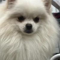 Puppy, a male Pomeranian for sale in Cleveland, OH – Photo 1 of 10