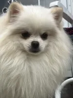 Puppy, a male Pomeranian for sale in Cleveland, OH – Photo 1 of 10