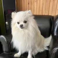 Puppy, a male Pomeranian for sale in Cleveland, OH – Photo 6 of 10