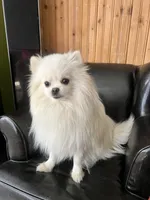 Puppy, a male Pomeranian for sale in Cleveland, OH – Photo 6 of 10