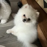 Puppy, a male Pomeranian for sale in Cleveland, OH – Photo 3 of 10