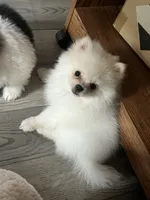 Puppy, a male Pomeranian for sale in Cleveland, OH – Photo 3 of 10