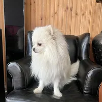 Puppy, a male Pomeranian for sale in Cleveland, OH – Photo 10 of 10