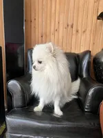 Puppy, a male Pomeranian for sale in Cleveland, OH – Photo 10 of 10