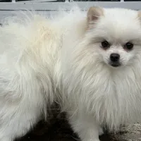 Puppy, a male Pomeranian for sale in Cleveland, OH – Photo 4 of 10