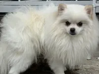 Puppy, a male Pomeranian for sale in Cleveland, OH – Photo 4 of 10