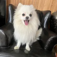 Puppy, a male Pomeranian for sale in Cleveland, OH – Photo 8 of 10