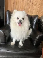 Puppy, a male Pomeranian for sale in Cleveland, OH – Photo 8 of 10